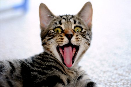 Cat Yawn photo