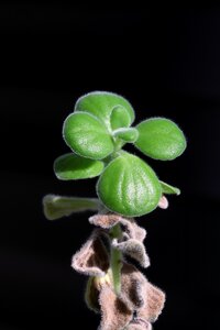 Nature succulent a fleshy plant