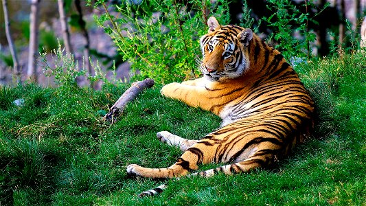 Tiger Animal photo