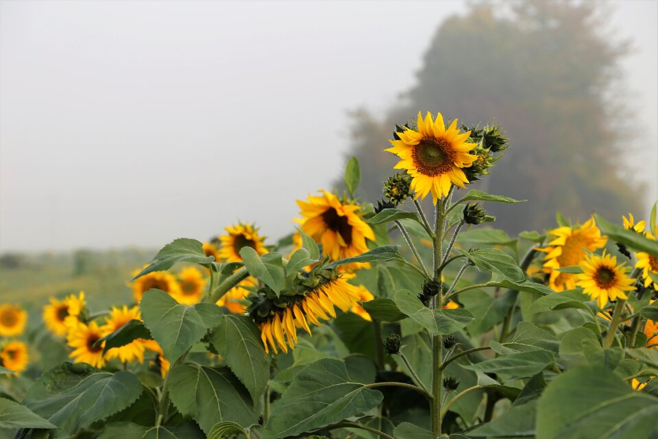 Plant flower yellow