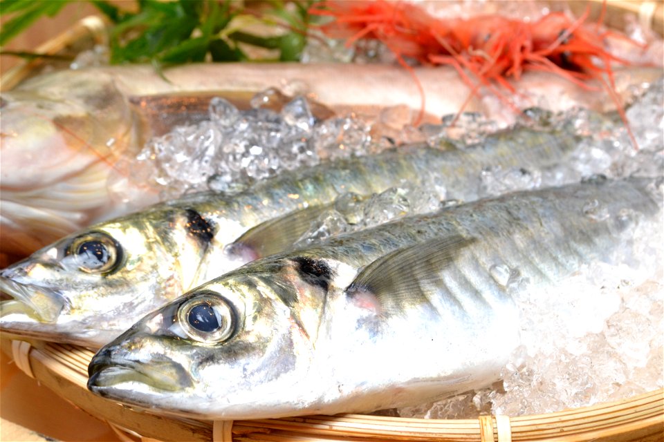 Horse Mackerel photo