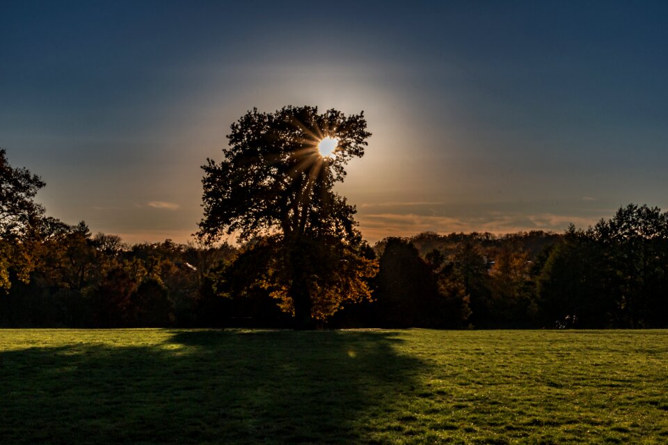 Tree color nature
