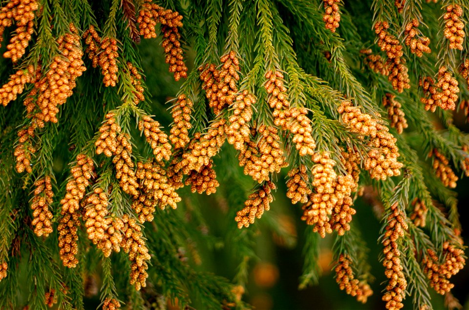 Pollen Japanese Cedar