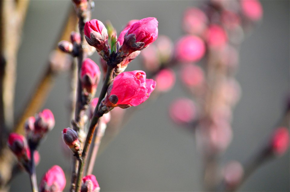 Plum Buds