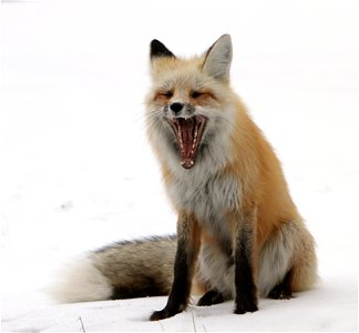 Fox Yawn photo