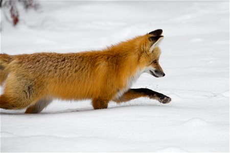 Fox Hunting