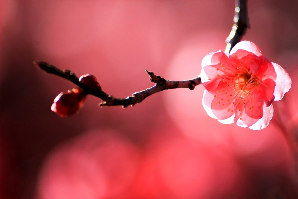 Plum Blossoms
