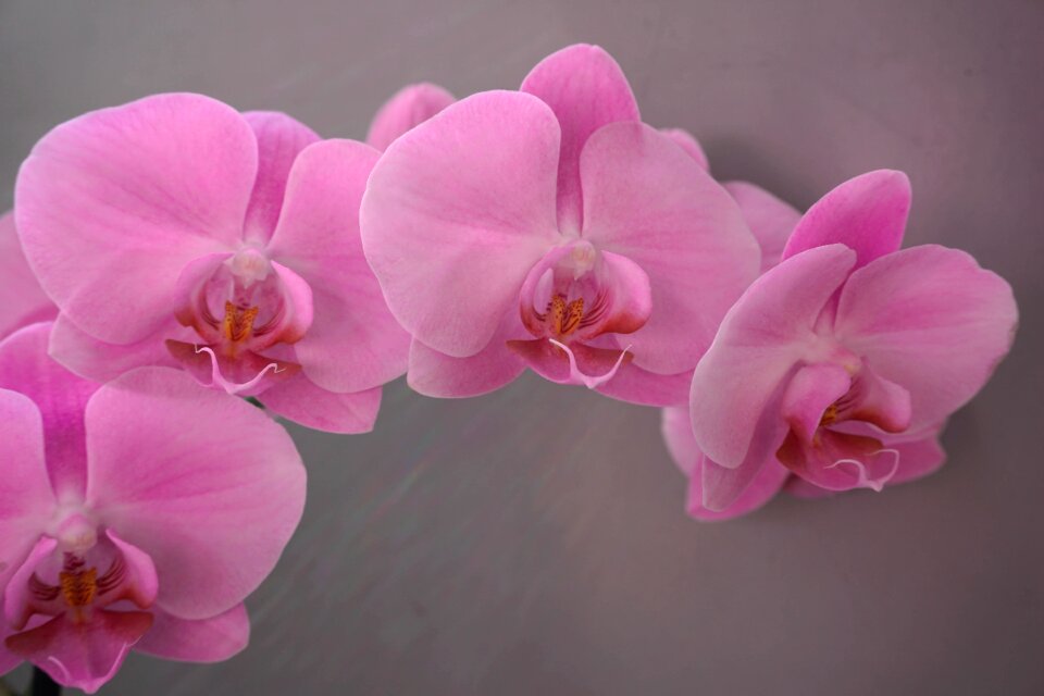 Flowers floral color