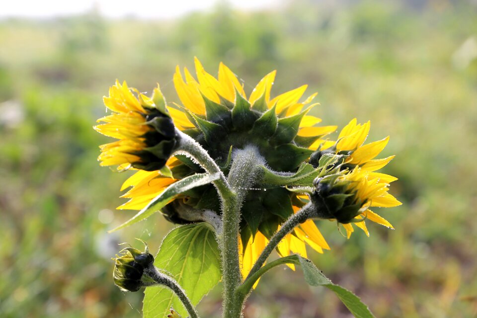 Plant flower yellow