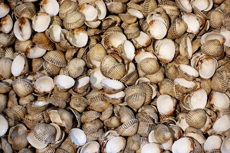 Seafood mollusc bivalve photo