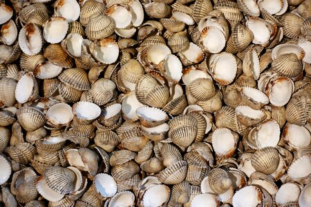 Seafood mollusc bivalve