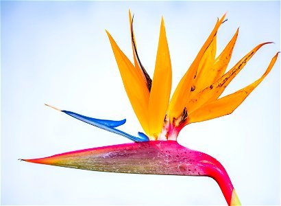 Bird Of Paradise Flower photo