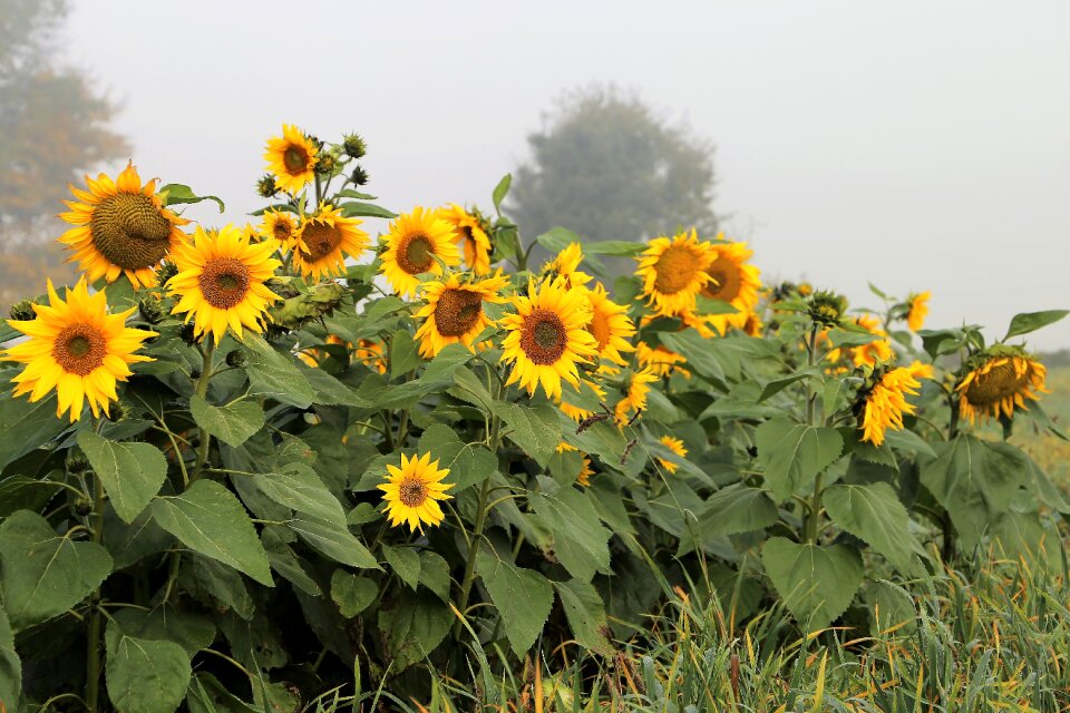 Plant flower yellow