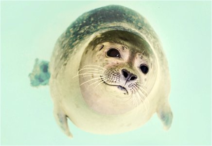 Seal Animal photo