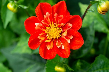 Blossom bloom orange blossom photo