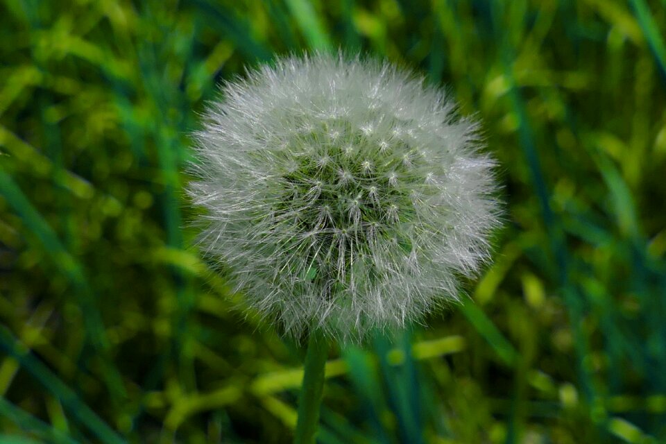 Dandelion flower meadow