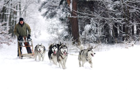 Sled Dogs photo