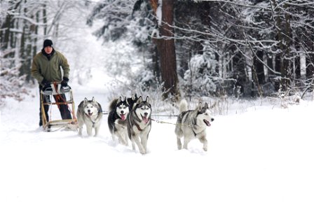 Sled Dogs