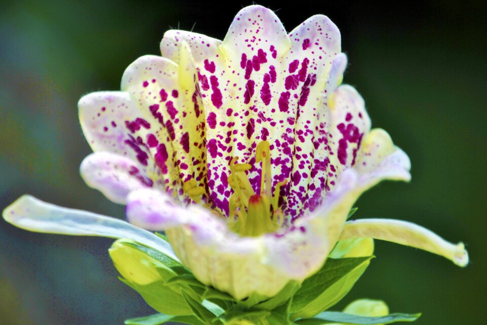 Flowers nature purple flower