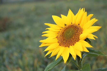 Plant flower yellow