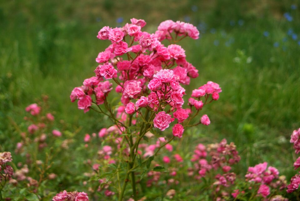 Plant pink garden