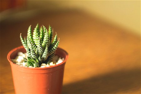 Cactus Flowerpot