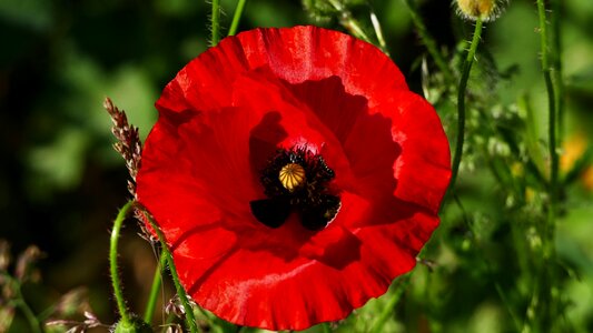 Nature poppy sun