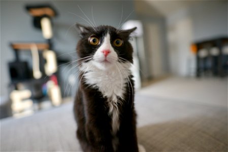 Surprised Cat photo