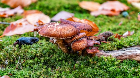 Park moss forest floor photo