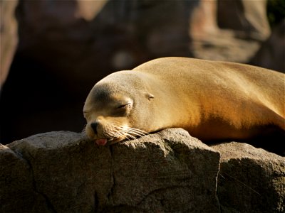 Sea Lion Sleeping photo