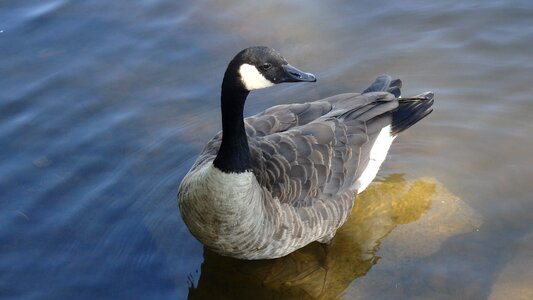 Duck geese waterbird