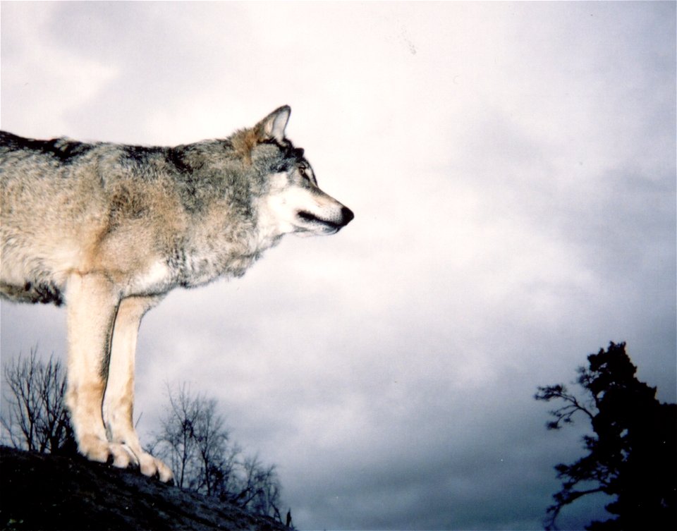 Wolf Animal