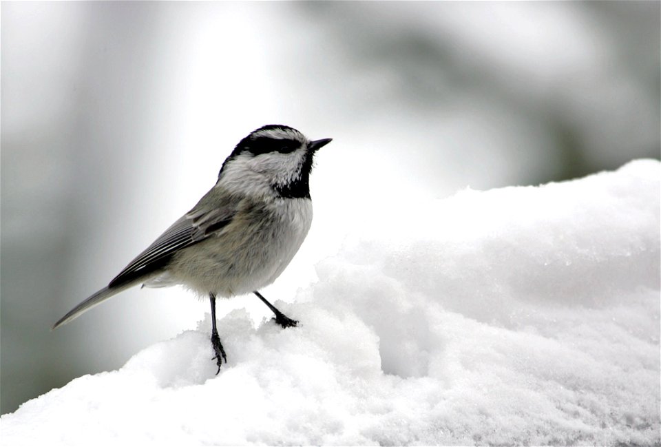 Mountain Chickadee