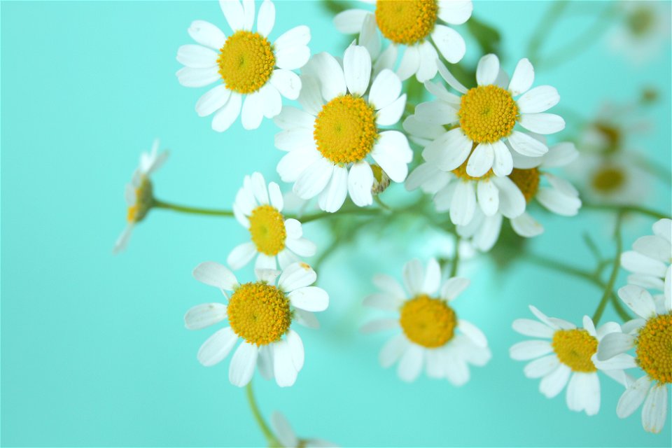 Chrysanthemum Japonense