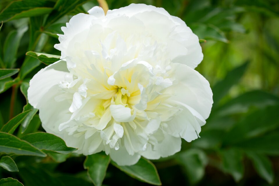 Flower white flower blossom