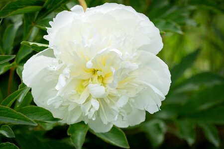 Flower white flower blossom
