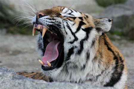 Tiger Yawn photo