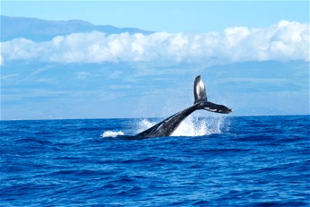 Whale Breaching photo