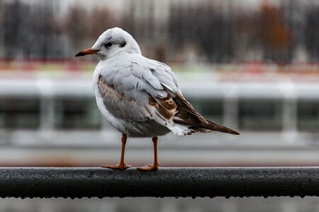 Bird animal world water