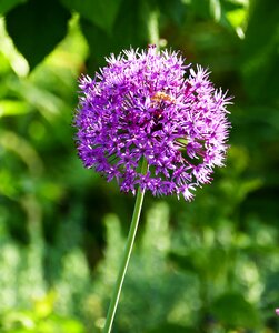 Ornamental onion sun round