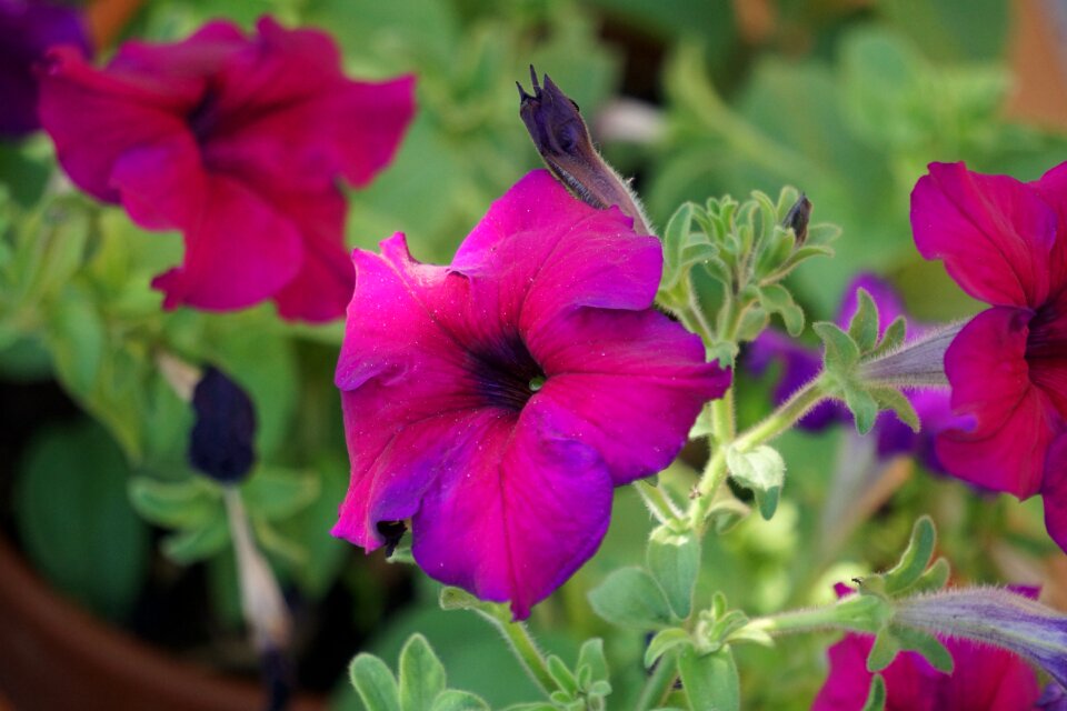 Flowers spring purple