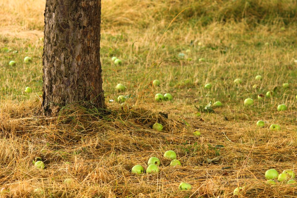 Apple tree windfall scattered fruit trees