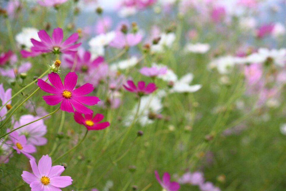 Fall flowers autumn landscape