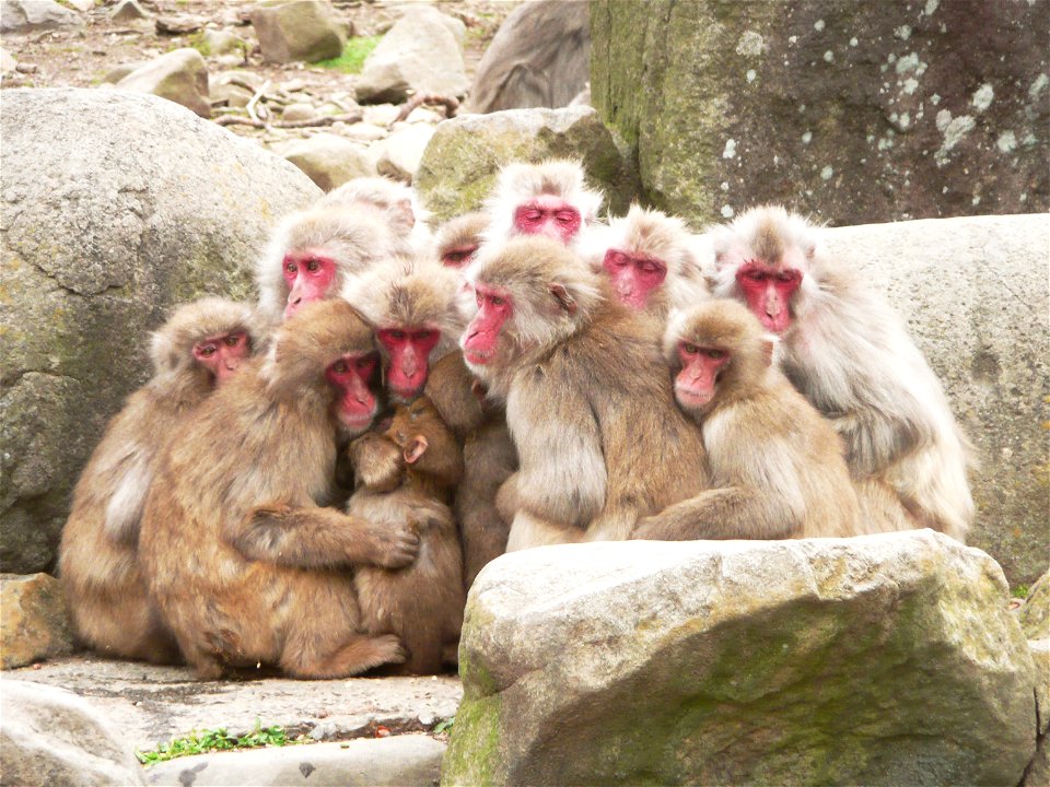 Monkeys Animal