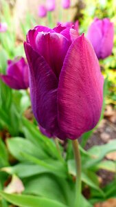 Garden leaf tulip photo