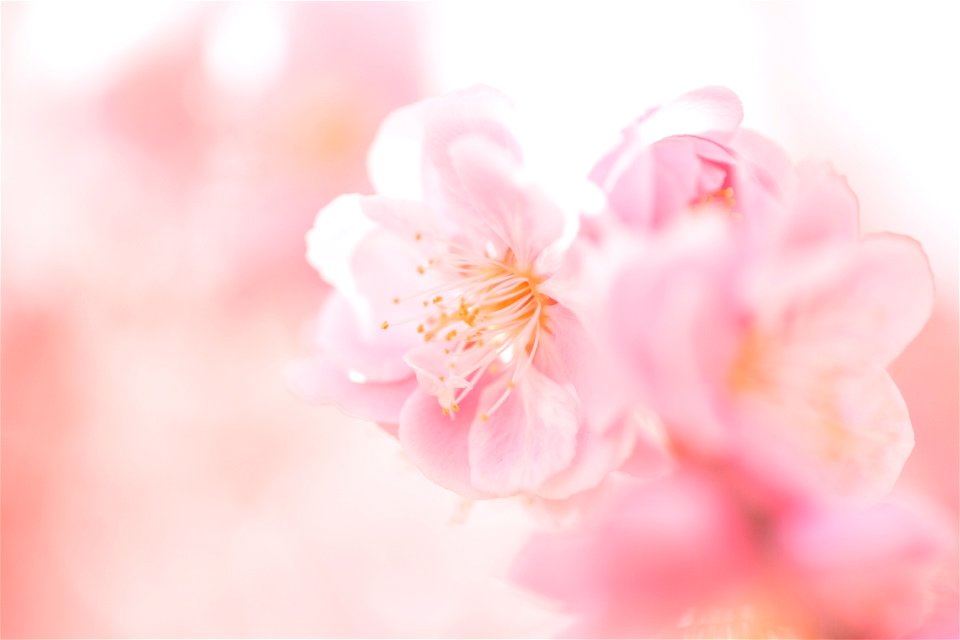 Plum Blossom