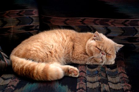 Persian Cat Sleeping photo