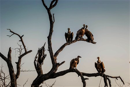 Vulture Animal photo