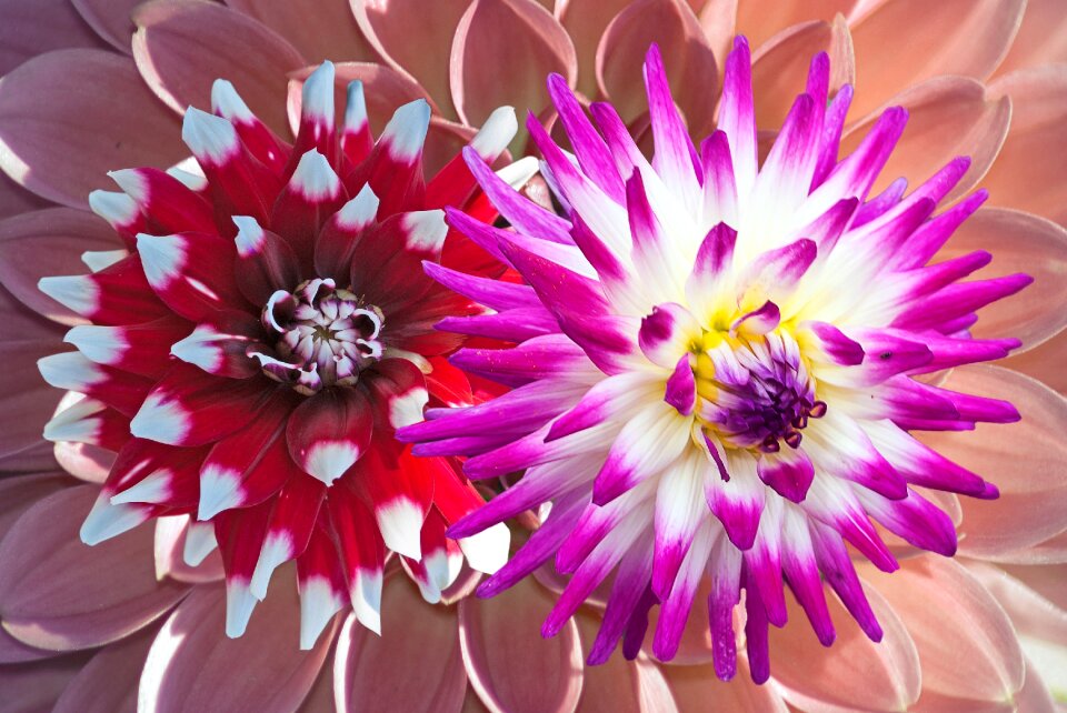 Bright flower color