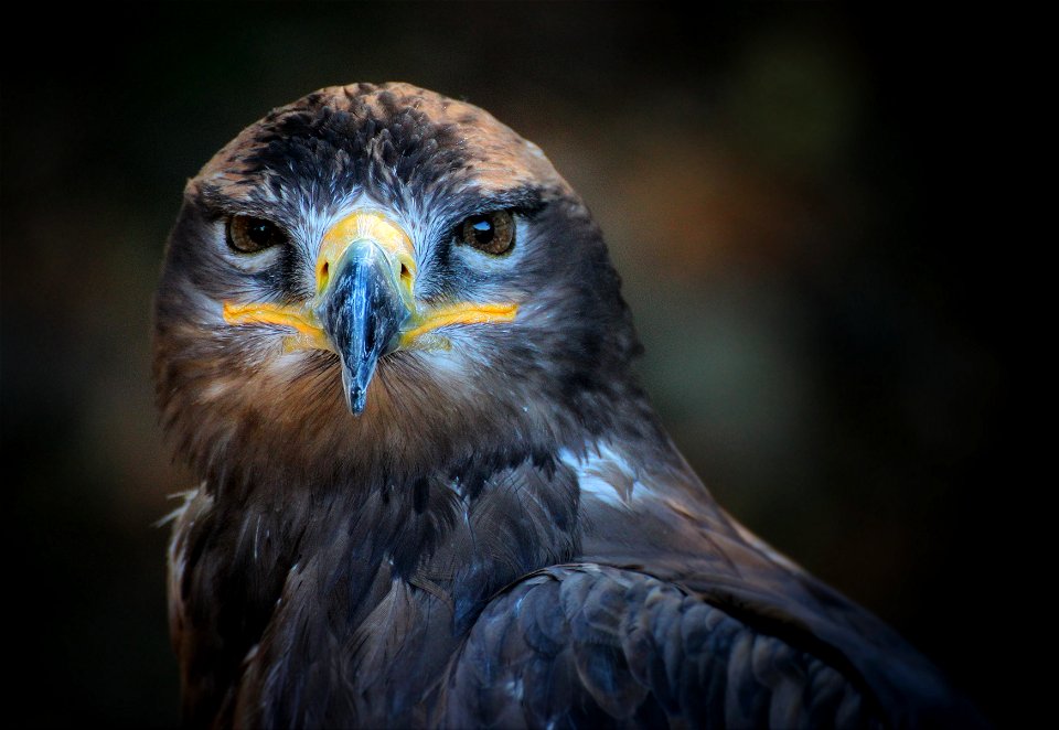 Harris Hawk photo